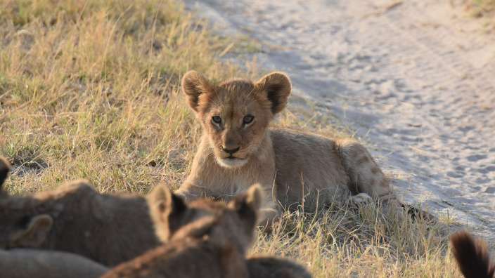 Löwengruppe im Okavangodelta