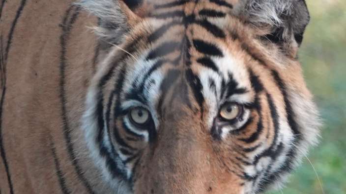 Tigerpirsch im Ranthambore Nationalpark