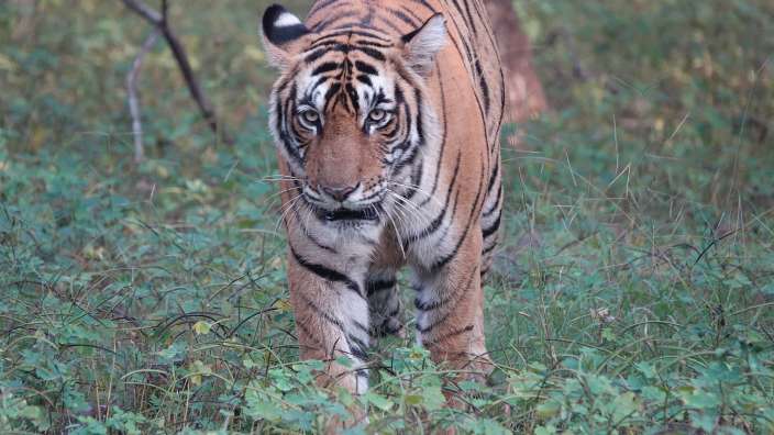 Tigerpirsch im Ranthambore Nationalpark