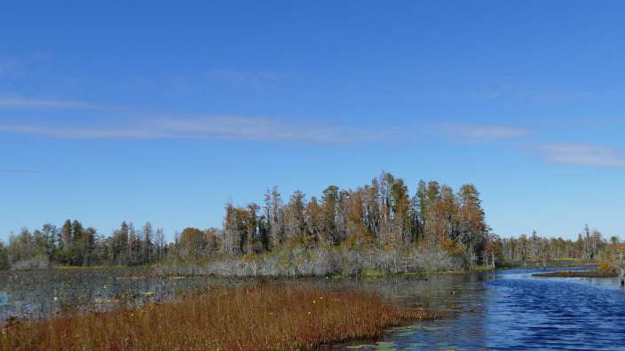 Okefeenokee Swamp