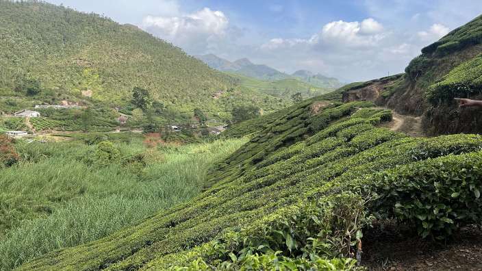 Munnar-Teeplantagen