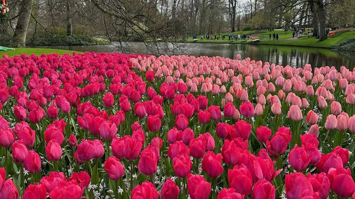 Blütenpracht in Keukenhof