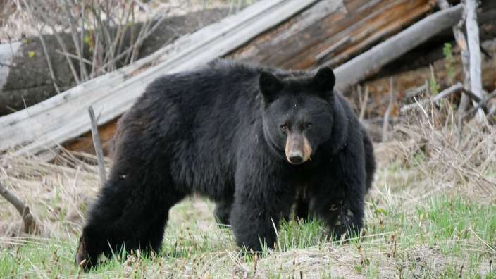 Schwarzbär im Yellowstone NP