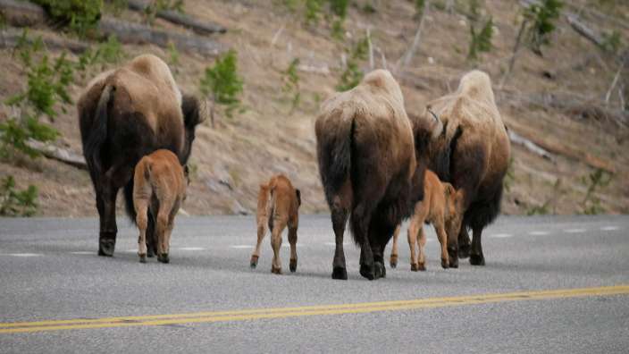 Bisons auf der Überholspur im Yellowstone NP