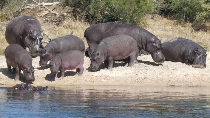 Hippo-Familie am Chobe-River