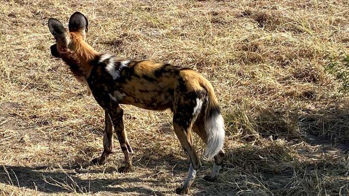 Wildhund in Savuti