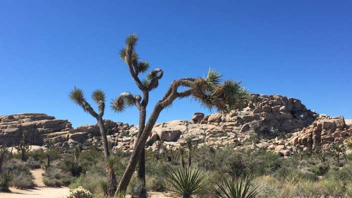 Das Wahrzeichen des Joshua tree NP