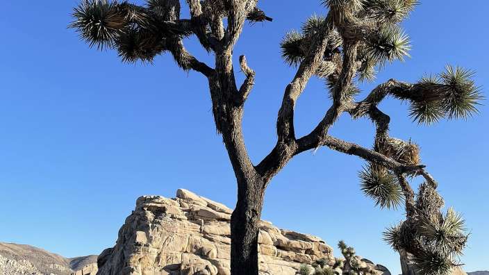 Joshua Tree NP