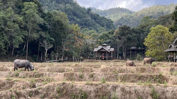 Reisfelder mit Wasserbüffeln in Pai