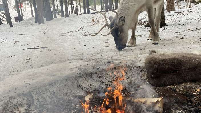Sami-Begegnung mit Rentieren