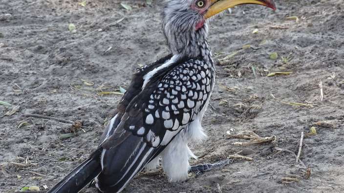 Auf  der Suche nach frischen Früchten