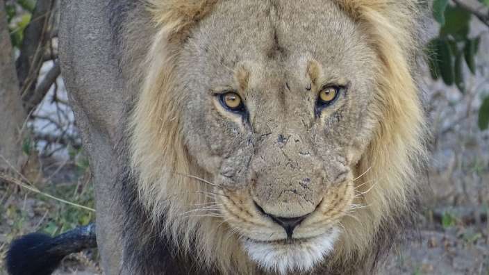 Aug' in Aug' mit dem Löwen