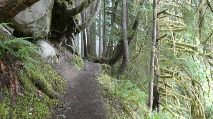 Trail in Sol-Duc (Olympic NP)