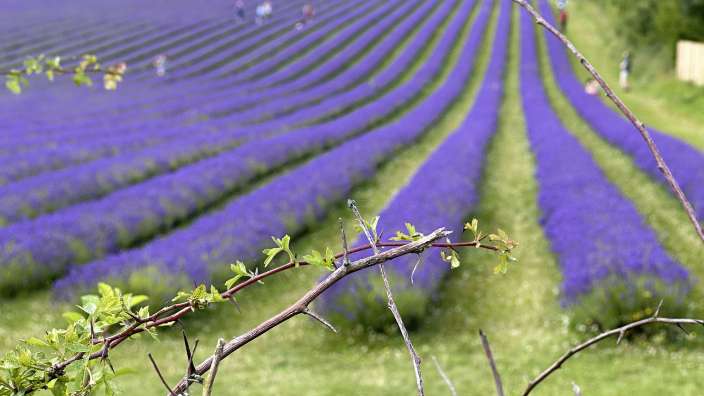 Cotswold Lavender, Snowshill
