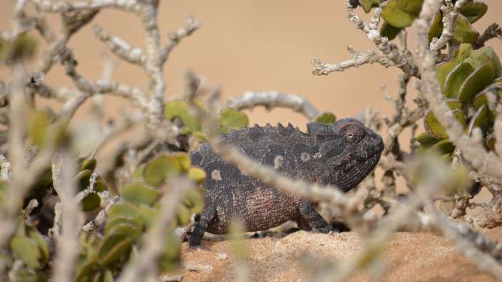 Seltenes Wüstenchamäleon in Swakopmund