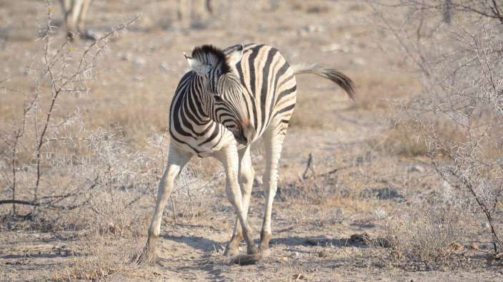Etosha