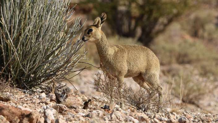 Klippspringer knabbert am kargen Grün