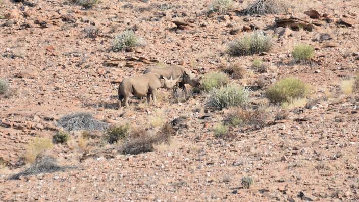 Erfolgreiches Rhinotrecking