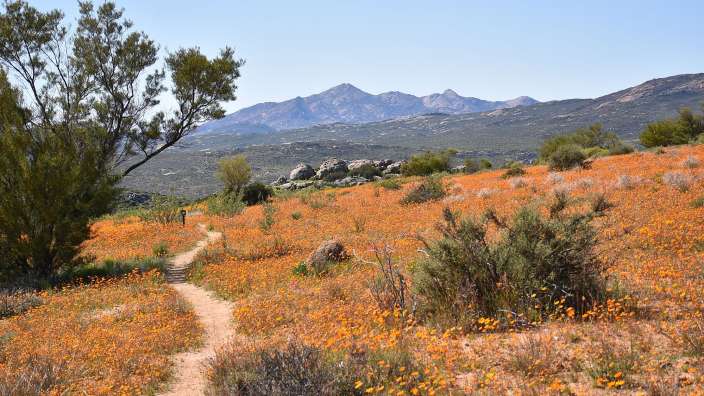 Blühende Cape Daisies im Namaqualand