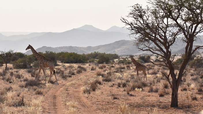 Giraffen kreuzen unseren Weg