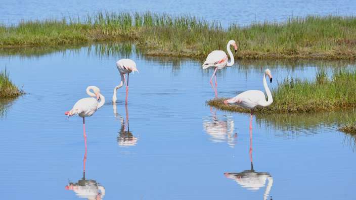 Flamingos am Wegesrand bei Velddrif