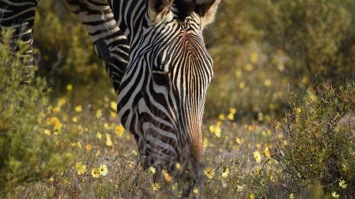 Hartmann-Bergzebra in Blumenwiese