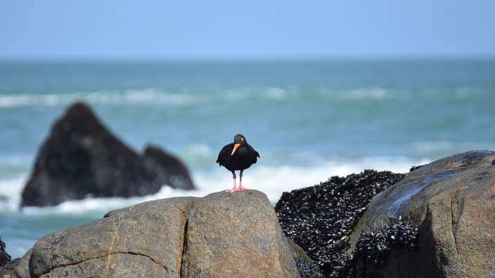 Schwarzer Austernfischer bei Paternoster