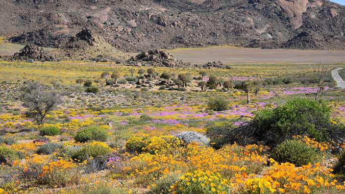 Bunte Landschaft im Namaqualand mit Köcherbäumen