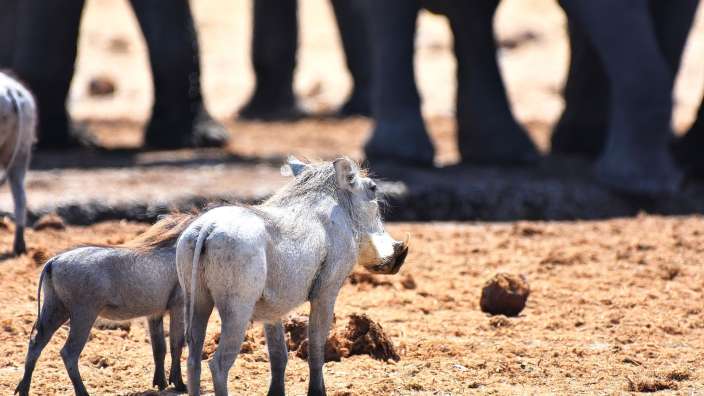 Warzenschweine zwischen Elefanten (Etosha Nationalpark)