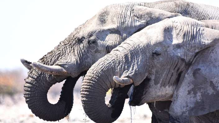 Elefanten im Etosha Nationalpark
