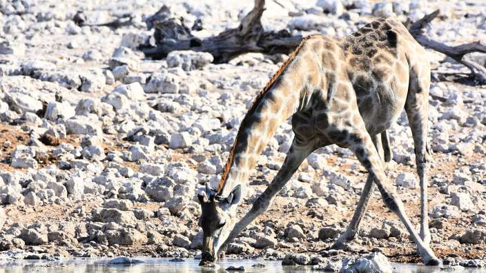 Giraffe am Wasserloch von Okaukuejo