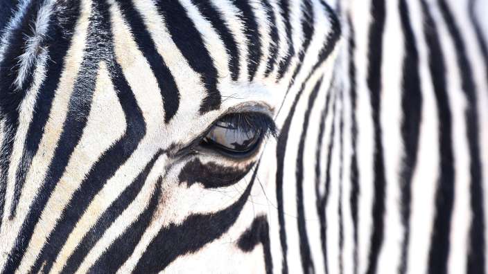 Zebra im Etosha Nationalpark