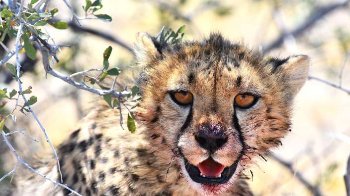 Kleiner Gepard nach dem Mittagessen (Etosha Nationalpark)