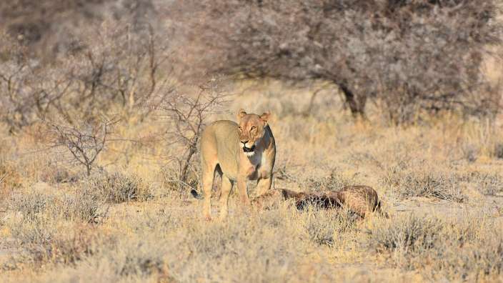 Löwin nach der Jagd (Onguma)