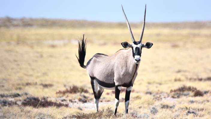 Oryx Antilope im Etosha Nationalpark