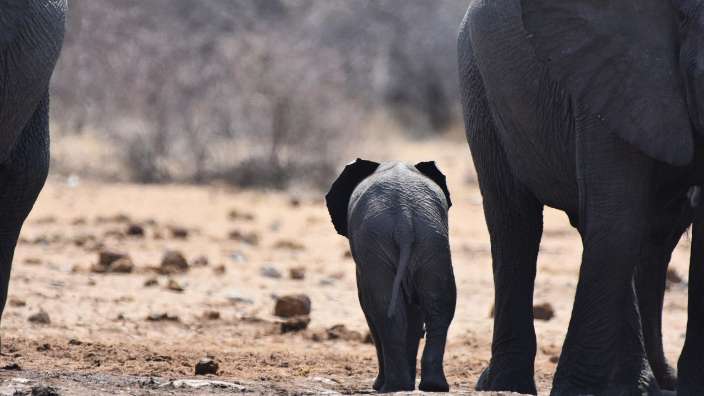 Kleiner Elefant inmitten einer Herde (Etosha Nationalpark)