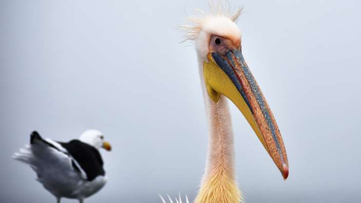 Bootssauflug in Walvis Bay