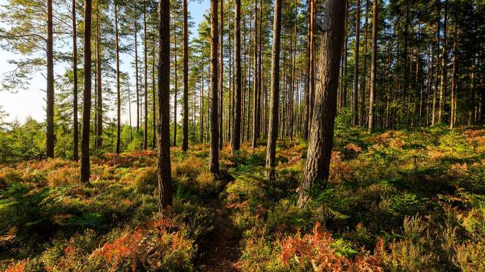 Herrliche Herbstlandschaft in Schweden