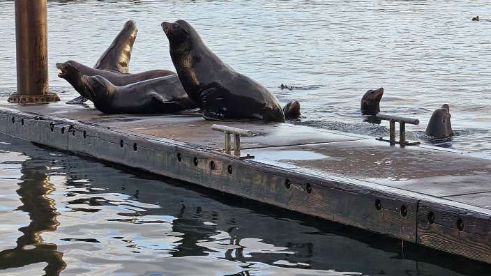Lustige Seelöwen in Newport