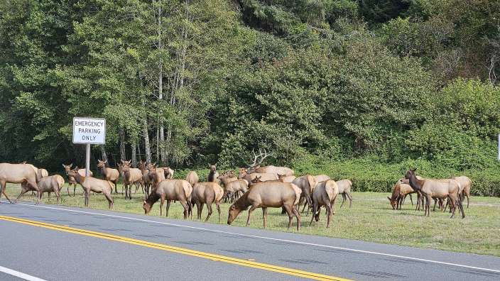 Elchquerung im Redwood National Park