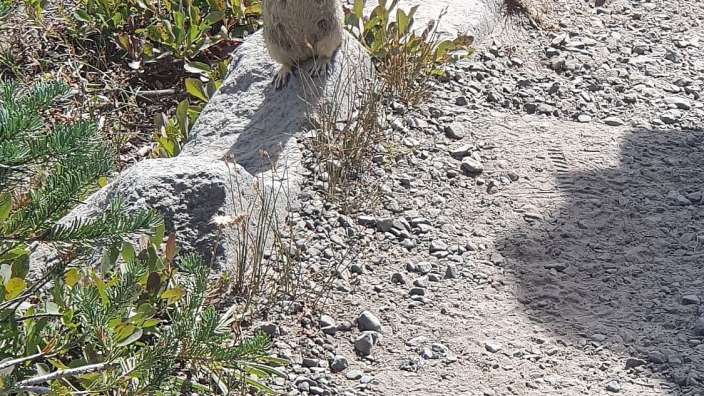 Zutrauliches Streifenhörnchen am Mount Rainier