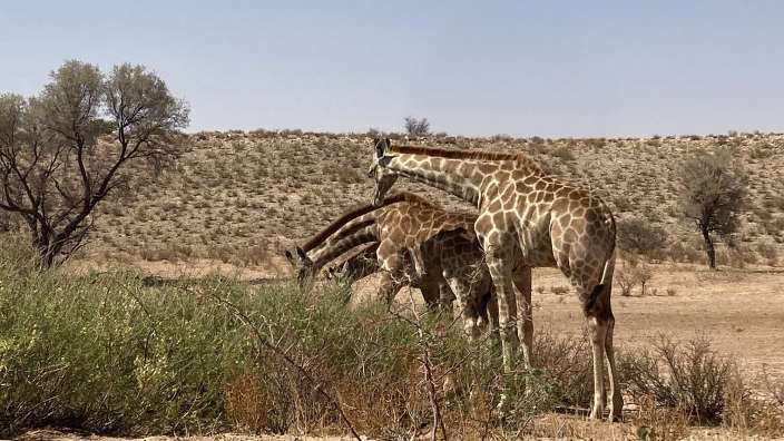 Tierbeobachtung im Kgalagadi Transfrontier National Park