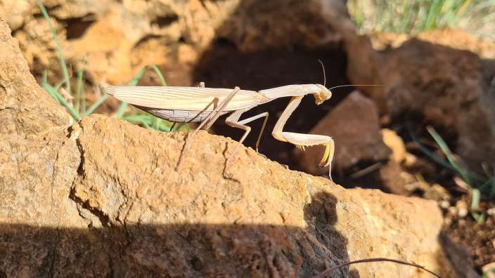 eine Gottesanbeterin?