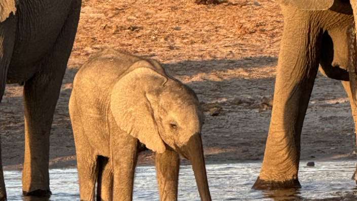 Abendtour Okavango in Ndhovu. 