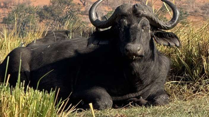 Ebenfalls im Chobe Elephant Park