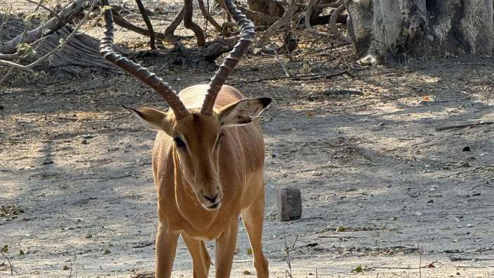 Wunderschöne Tierbilder