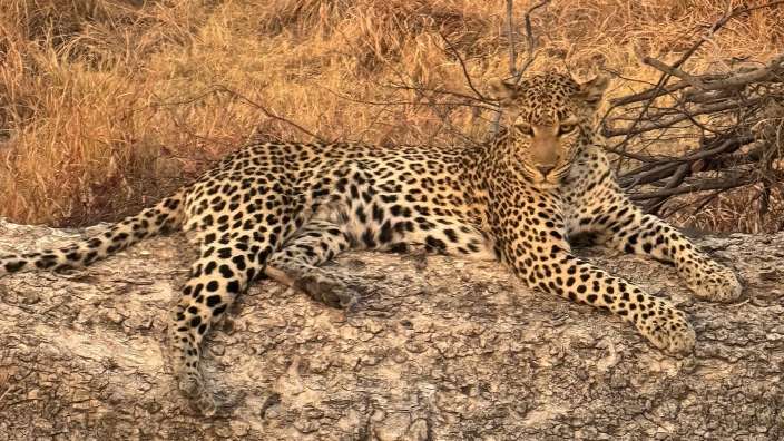 Nochmal 2 Meter vor dem Jeep. Super!