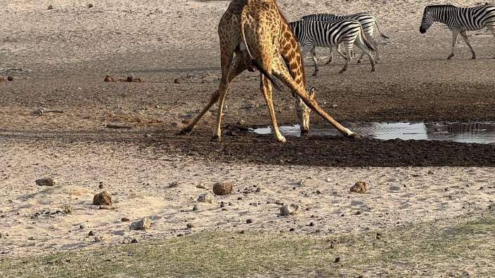 Prost! Durstige Giraffe im Boteti River