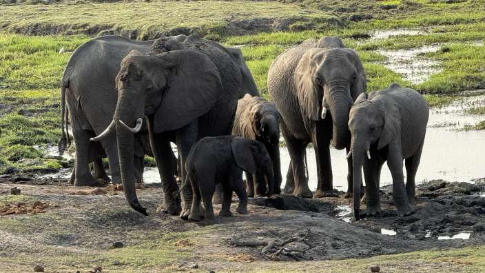 Im Chobe Elephant Park