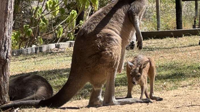 Margaret River Mom and Joey